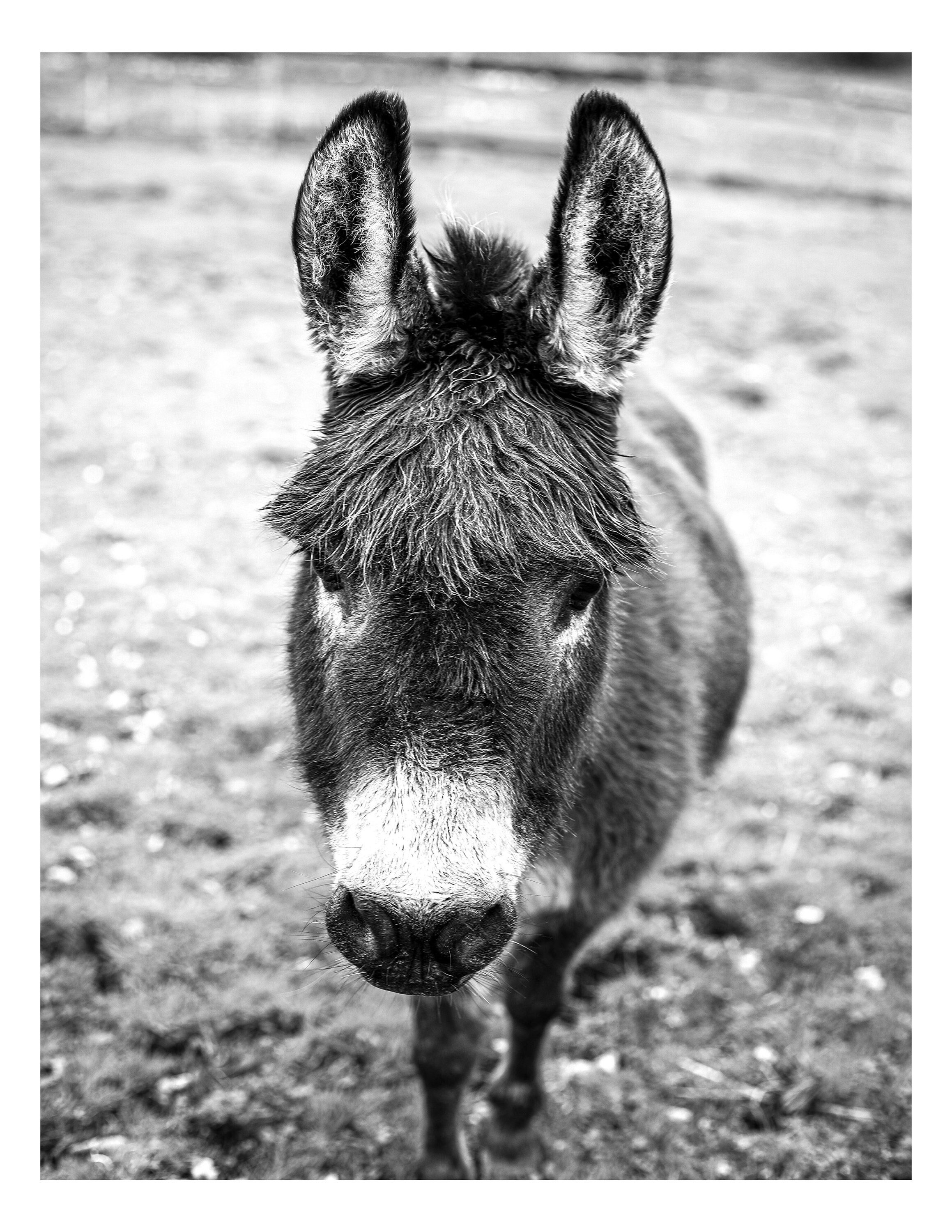 Donkey Wall Art Print Black and White Photography Etsy