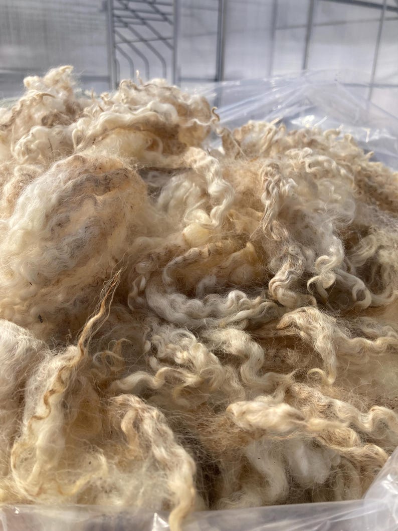 Coopworth Wool - Raw Fleece - Flora '24 - Etsy