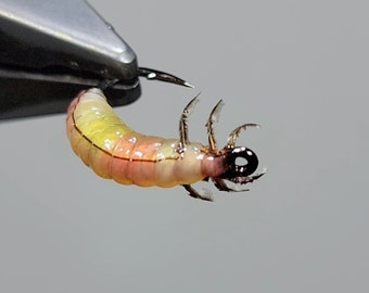 Hise's Blush Grub Larva