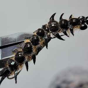 May include: Close-up of a black fishing fly with a segmented body and spiky appendages. The fly is held in a silver clamp against a neutral background. The fly's body has a glossy, rounded appearance.