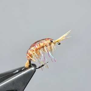 Può includere: Un'esca da pesca a mosca marrone e arancione con accenti iridescenti viola e verdi. L'esca è legata con un design realistico di gambero.