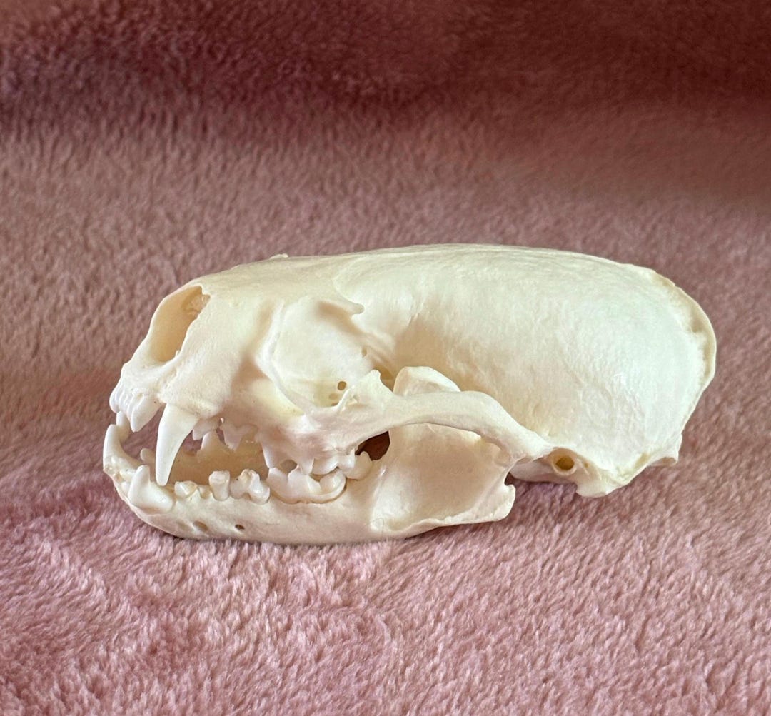 River Otter Skull Etsy