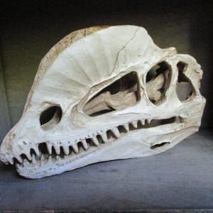 Replica dinosaur skull vintage early 2000s dilophosaurus velociraptor archeology bone fossil highly detailed resin facsimile home decoration