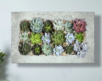 Puede incluir: Una pieza de arte de pared rectangular que presenta una variedad de suculentas en tonos de verde, gris y rosa, dispuestas en un marco de concreto.