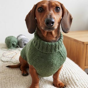 Peut inclure: Un chien teckel marron portant un pull en tricot vert olive uni avec un col roulé côtelé. Le chien a des poils courts, de longues oreilles tombantes et des yeux sombres, et est assis en regardant directement vers l'appareil photo.