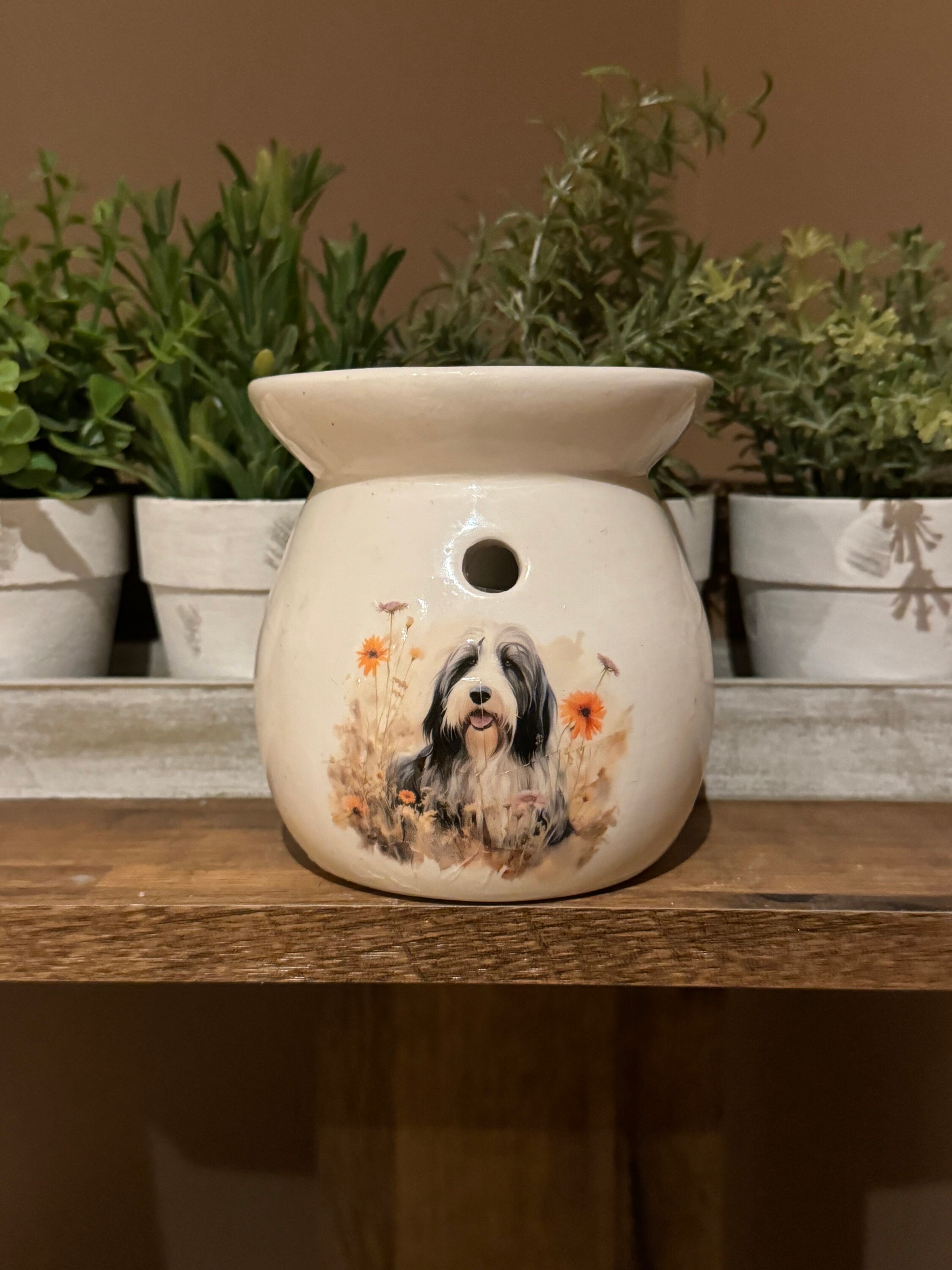 Bearded Collie : Origine, Caractère et éducation, Santé, Prix - Les chiens