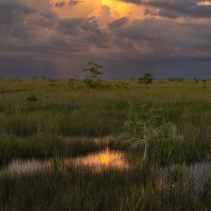 Everglades Glow