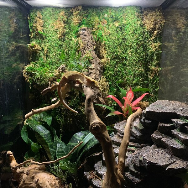 Terrarium Tropical Etsy