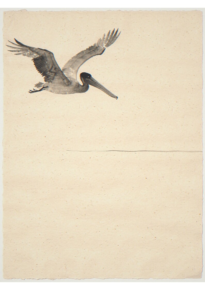 Flying pelican unframed printed artwork and full composition with its paper border.