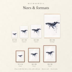 Sizes and formats for Humpback Whale, shown to scale: unframed prints, oak hanger and framed prints.