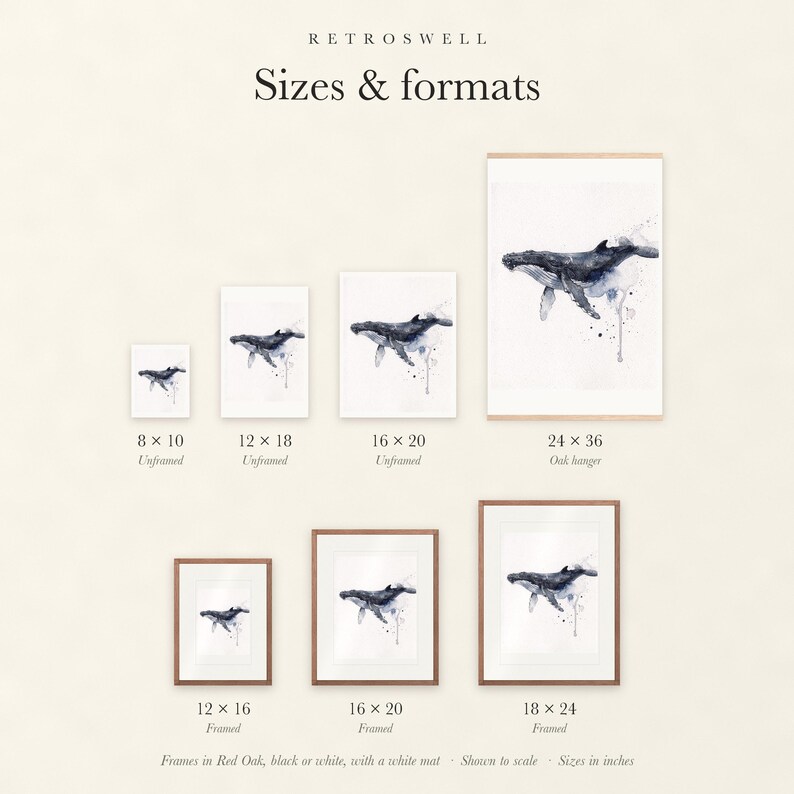 Sizes and formats for Humpback Whale, shown to scale: unframed prints, oak hanger and framed prints.