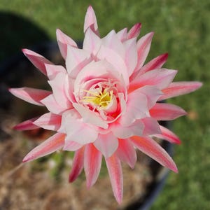 Trichocereus Hybrid “Rosita” Blooming Cactus | Unique Hybrid | Rooted Pup Shipped Bare Root
