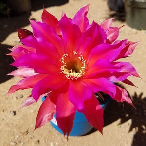 Windigo Schick Echinopsis Hybrid, Rare, Rooted