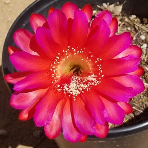 Madam Pele Rare Schick Echinopsis Hybrid, Rooted
