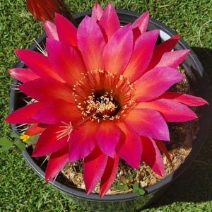 Trichocereus hybrid &quot;Feuerrad&quot; blooming cactus, European import (rooted, shipped bare root)
