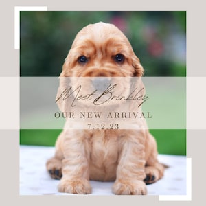Puppy Announcement 5x7 editable template, Puppy Announcement Instagram Post, New Pet Announcement template, New Pet Announcement Insta Post