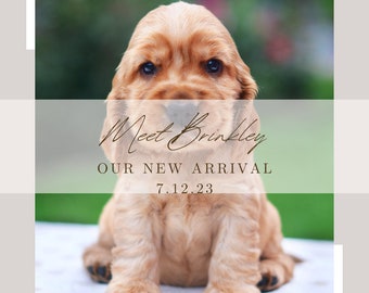 May include: A close-up of a golden Cocker Spaniel puppy with dark eyes, with the text "Meet Brinkley, Our New Arrival, 7.12.23". The puppy is sitting, and the background is blurred with green and white. The image has a neutral color scheme.