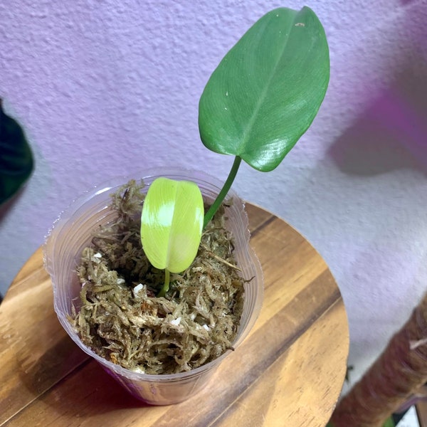 Philodendron Golden Violin Etsy