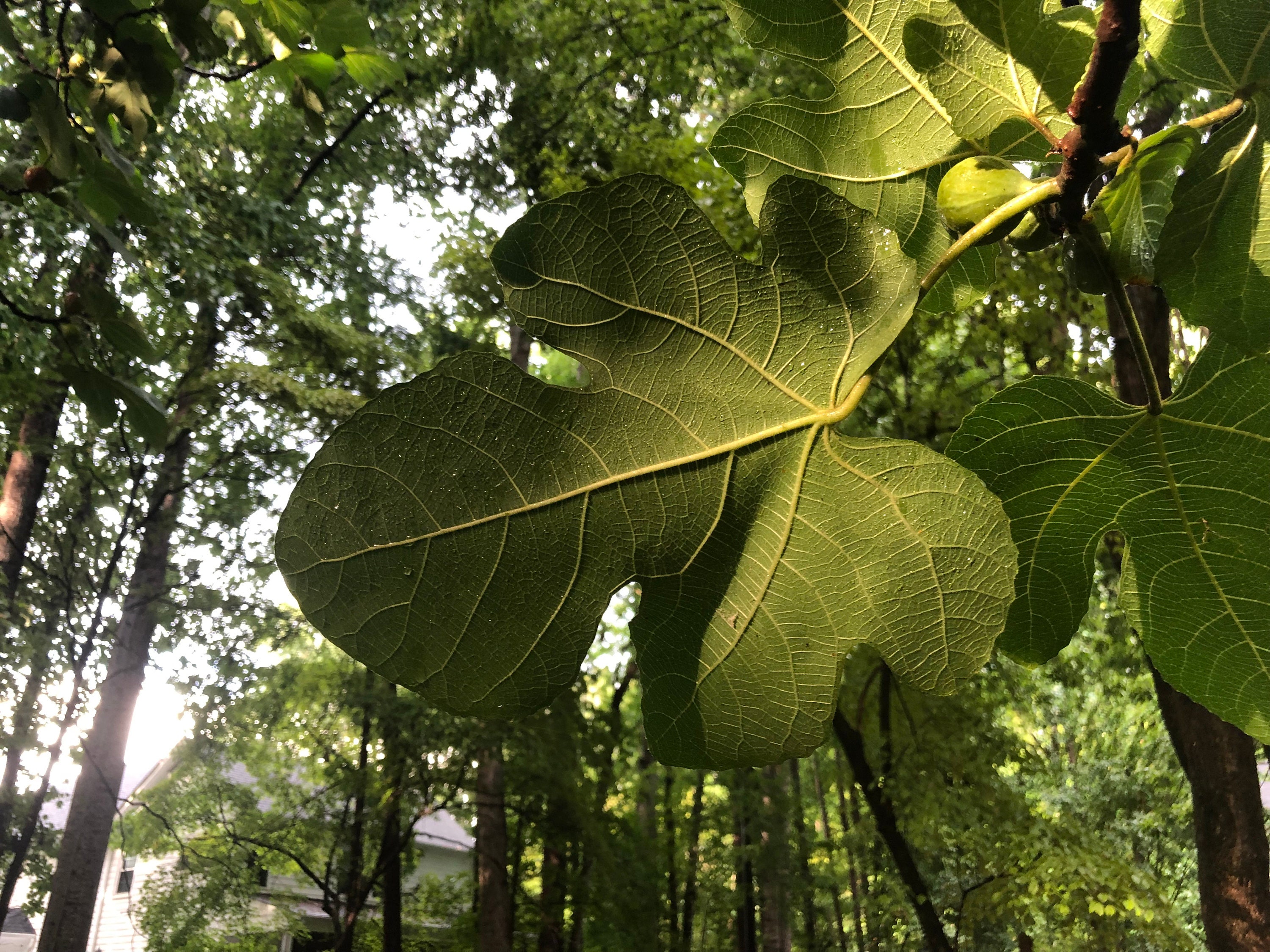 Fresh Fig Leaves Etsy