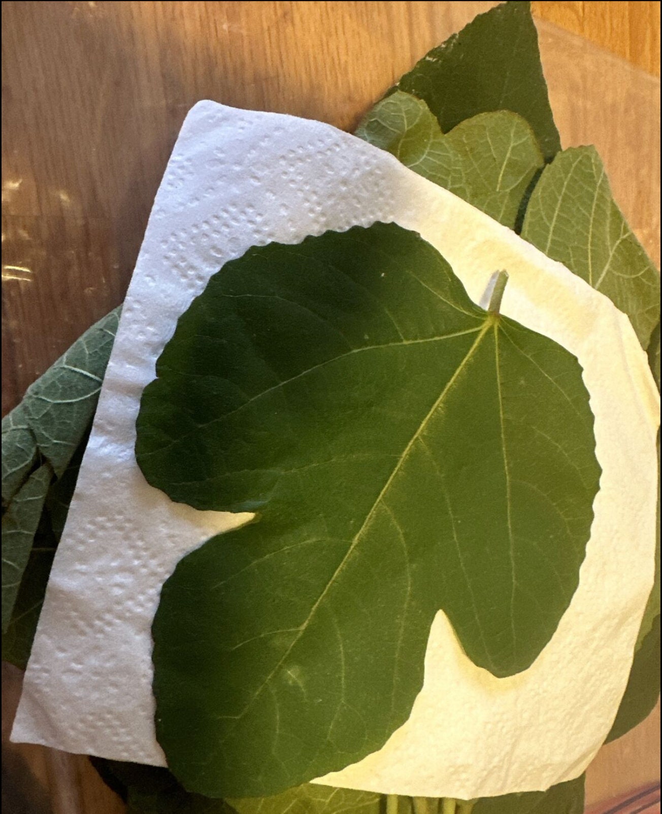 Fresh Fig Leaves Etsy