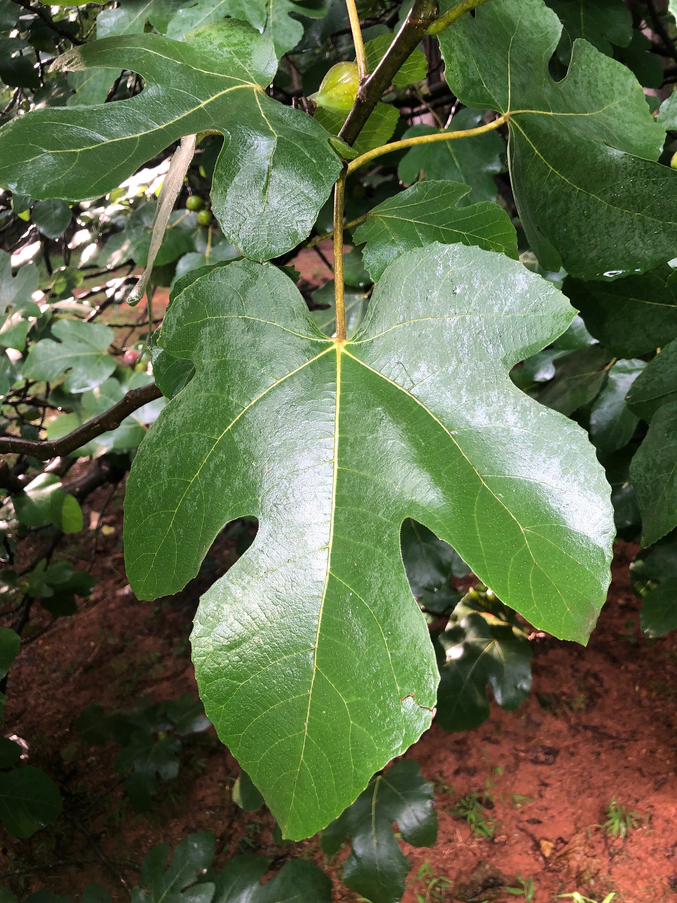Fresh Fig Leaves Etsy