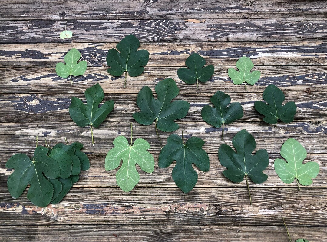 Fresh Fig Leaves Etsy