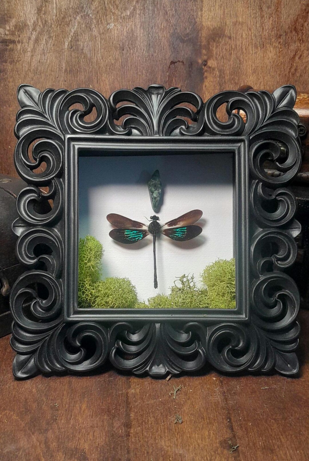Taxidermy Dragon Fly Frame - Etsy