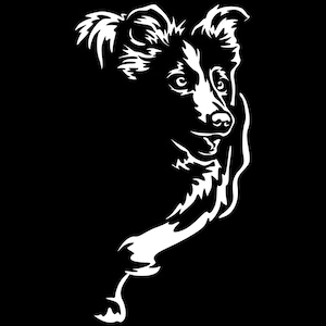 BORDER COLLIE sticker - purebred dog sticker - car sticker - sticker #5004