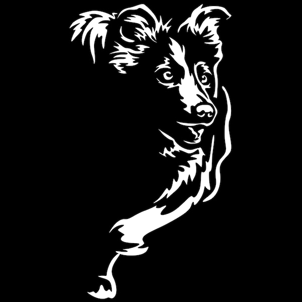 BORDER COLLIE Aufkleber - Autoaufkleber - sticker #5004