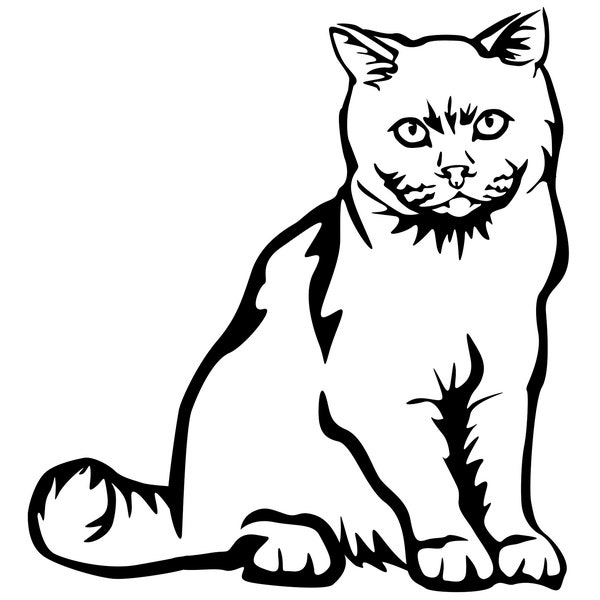 BRITISCH KURZHAAR Katze - Aufkleber - Autoaufkleber Katzenaufkleber geeignet für helle Hintergründe - sticker #7026