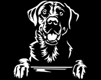 May include: Black and white illustration of a Labrador Retriever dog peeking over a surface. The dog has a friendly expression and is looking directly at the viewer.