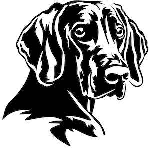 WEIMARANER - Sticker - Purebred Dog Sticker - Car Sticker - Weimaraner Head Sticker #30142