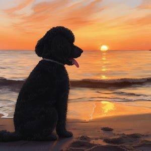 May include: A black poodle sits on a sandy beach, gazing at a sunset over the ocean. The sky is filled with orange and yellow hues, reflecting on the water. The dog has its tongue out, enjoying the view.
