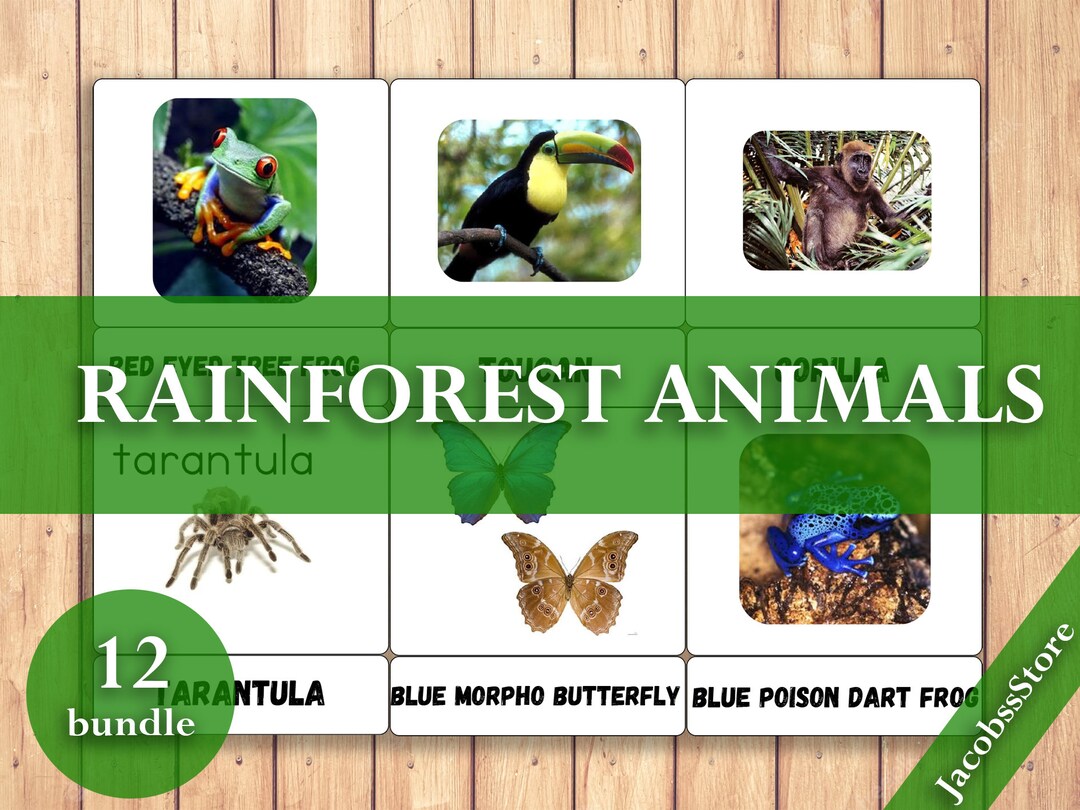 RAINFOREST ANIMALS 12 Editable Flashcards for Kids Flash Cards Nomenclature Flashcards PDF