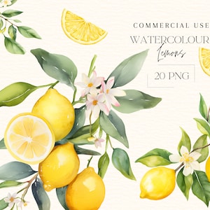Paquete de imágenes prediseñadas de limón acuarela, arreglos de ramos de limones PNG, imágenes prediseñadas florales 20 Png transparente, uso comercial