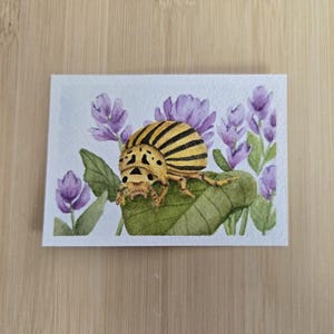 ACEO Original Watercolor Art, &quot;Colorado Potato Beetle&quot;  ACEO 004 Bug Series