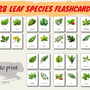 Tree Leaves | Leaf Printable Flashcards | Leaf Shadow Matching | Montessori Materials Printable | Homeschool Learning| Instant Download