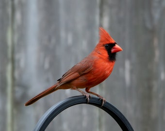 Cardinal Photo Print