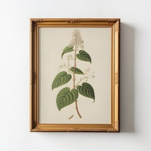 Botanical Elegance: Hydrangea Study, Antique Print, Downloadable Printable