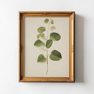 A Study in Green: Botanical Elegance,Antique Print, Downloadable Printable