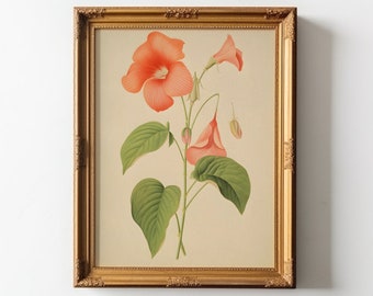 Floral Study: The Grace of Trumpet Vines, Antique Print, Downloadable Printable