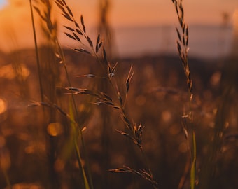 Wheatfield Sunrise