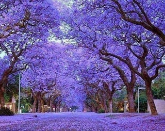 Blauglockenbaum, Kiribaum, Paulownia Elongata, winterfest + inkl. 100 Samen geschenkt, Kiri, Schatten, schnellwachsend,