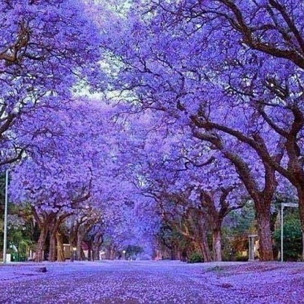 Paulownia Tomentosa, arbre Kiri, rustique, 2ème année avec de nouvelles pousses. Achetez 3 arbres, obtenez 1 arbre gratuit