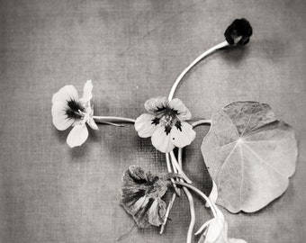 Small Flower Still Life  from Vintage Glass Plate Negative, Archival Ink Prints
