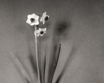 Daffodil Still Life #3  from Vintage Glass Plate Negative, Archival Ink Prints