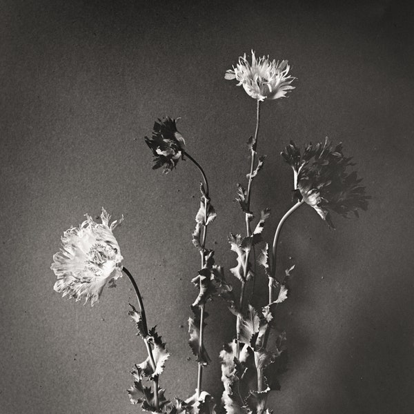 Flower Still Life  from Vintage Glass Plate Negative, Archival Ink Prints