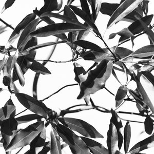 Magnolia #7