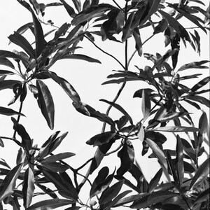 Magnolia #1