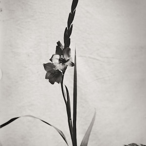 Gladiolus  Still Life  from Vintage Glass Plate Negative, Archival Ink Prints